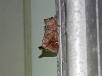 Apical Prominent
